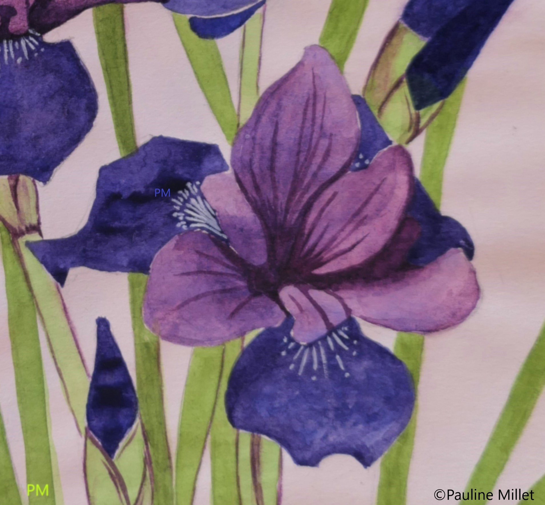 iris violets fleurs aquarelle illustration pauline millet